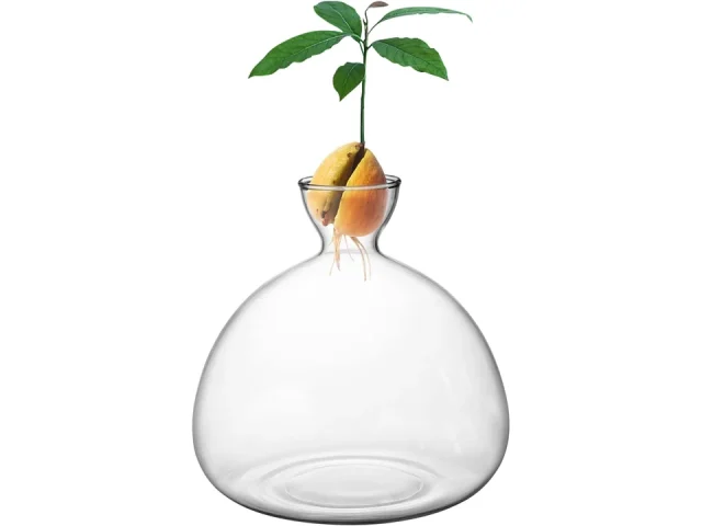 Avocado Tree Growing Kit: Pros & Cons