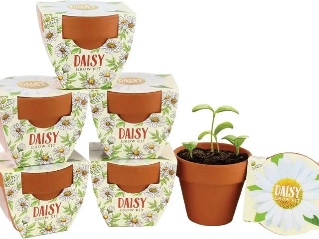 BUZZY Seeds Daisy Daydream Collection Mini Terracotta Grow