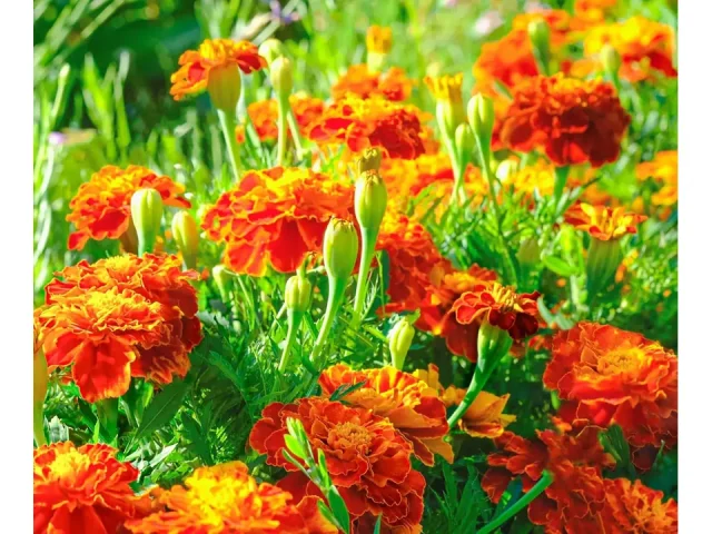 French Marigold Seeds Planting – Honest Review