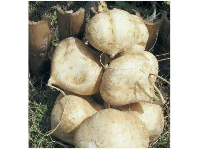 Jicama Root Seeds – 20 Large Seeds Thai: Pros & Cons