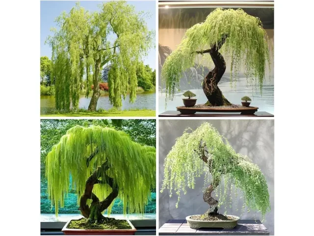 Willow Bonsai Tree Seed – Is It Worth the Money?
