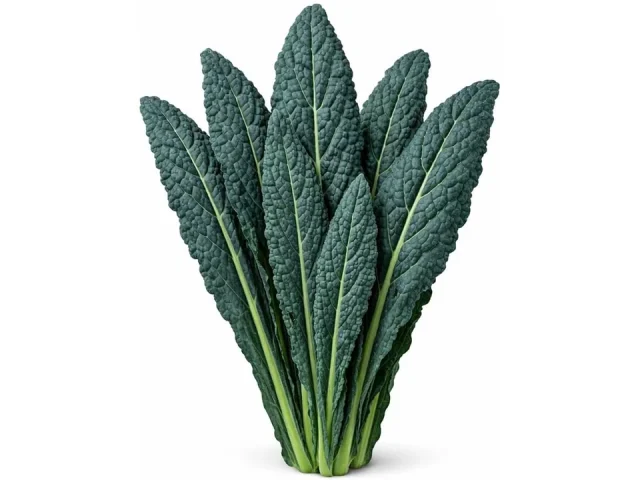 Black Tuscan Lacinato Kale Seeds – In-Depth Review