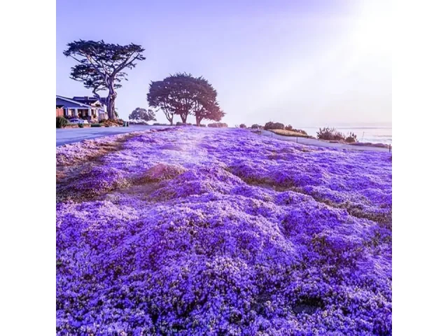 19500+ Creeping Thyme Seeds – Honest Review