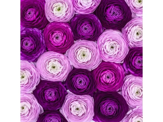 Purple Ranunculus Bulbs Planting – Pros & Cons
