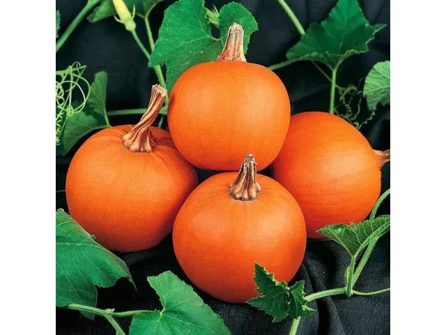 Park Seed Wee-B-Little Pumpkin Seeds – Complete Review