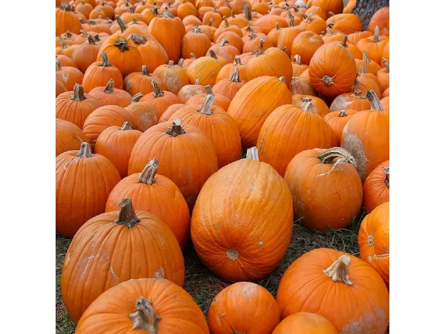 Small Sugar Pumpkin Seeds Planting – Honest Review