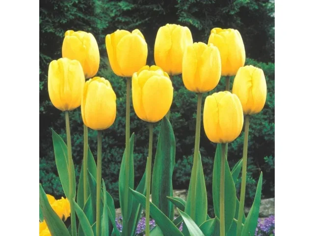 Yellow Tulip Bulb Planting – Stunning Pure Yellow: In-Depth