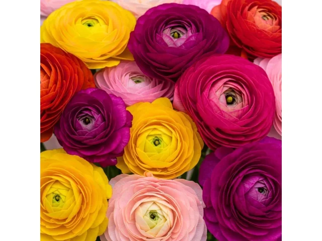 Ranunculus Mix Color Bulbs Planting – Complete Review