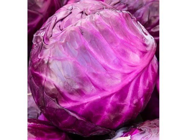 Cabbage Seeds Planting – Plant & Grow Red Acre: Complete