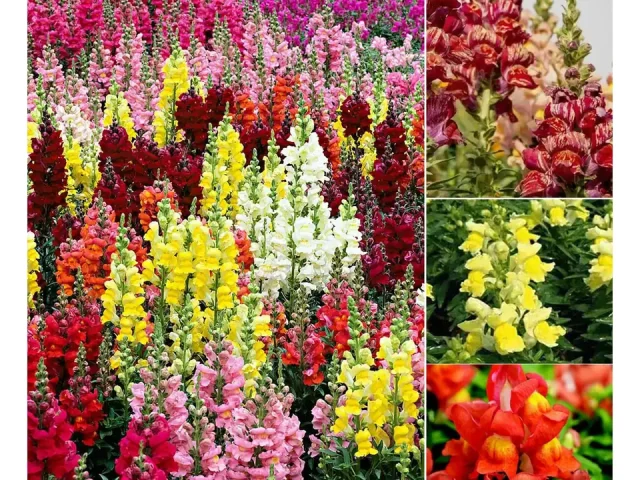 Mixed Snapdragon Flowers Seeds – Pros & Cons