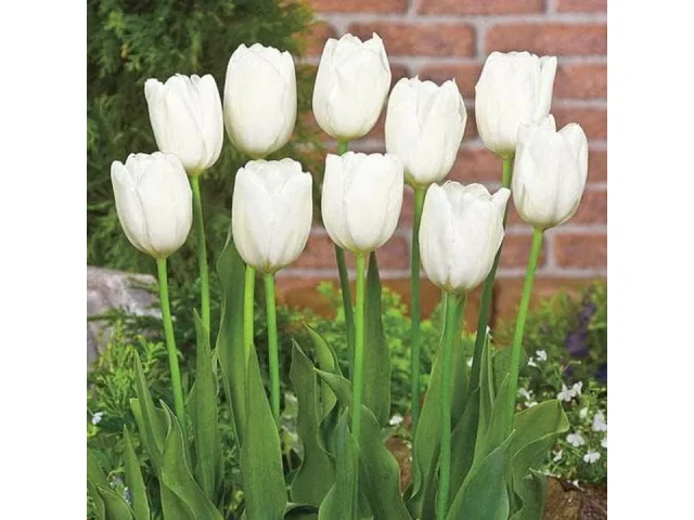 White Tulip Bulbs Planting 20 Non-GMO – Honest Review