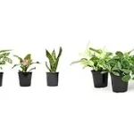 Best 10 Indoor Air Purifying Plants