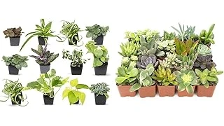 Best 10 Indoor Plants for Air Purification Safe for Pets