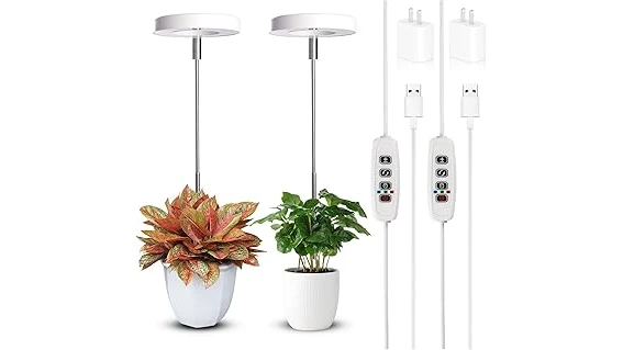 10 Best Indoor Plants For Low Light And Low Humidity Reviews