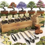 The image shows a variety of healthy indoor bonsai plants suitable for beginners to grow outdoors.