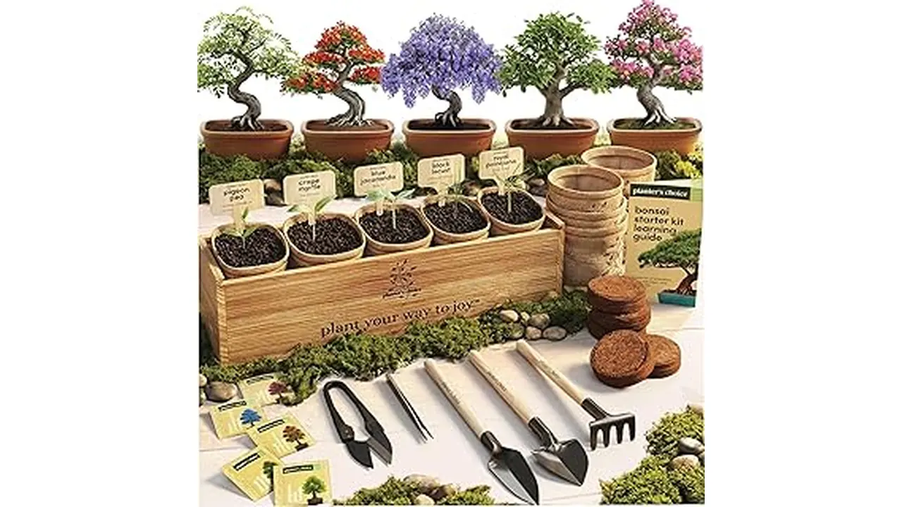 The image shows a variety of healthy indoor bonsai plants suitable for beginners to grow outdoors.