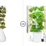 Comparison of Lettuce Modern and CARPATHEN C-HVGS-GL-0