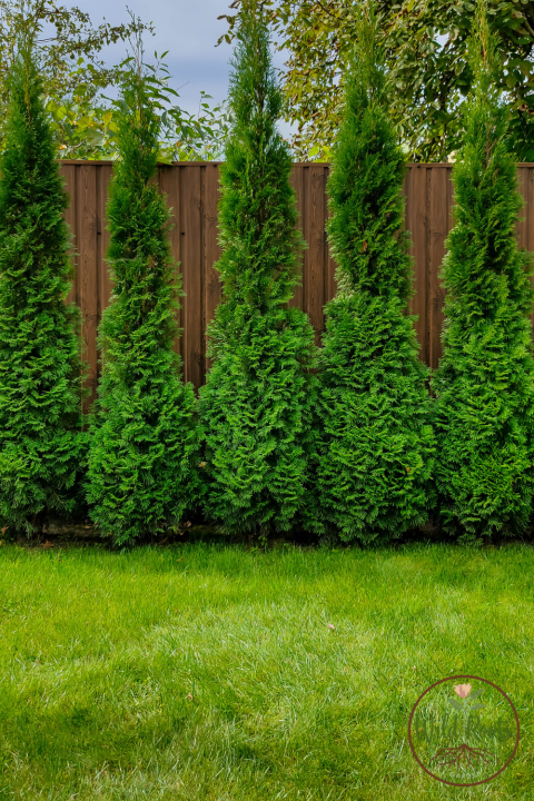 Fast Growing Evergreen Low Maintenance Privacy Plants for Florida