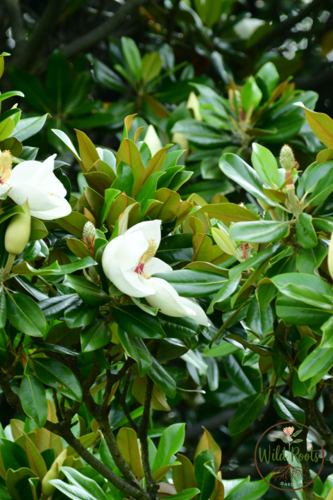 Fast Growing Trees for Florida Landscapes