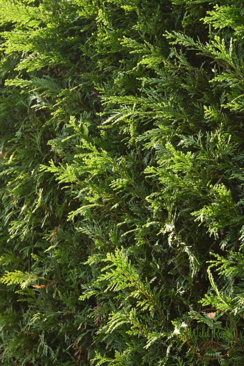 Fast Growing Evergreen Low Maintenance Privacy Plants for Florida