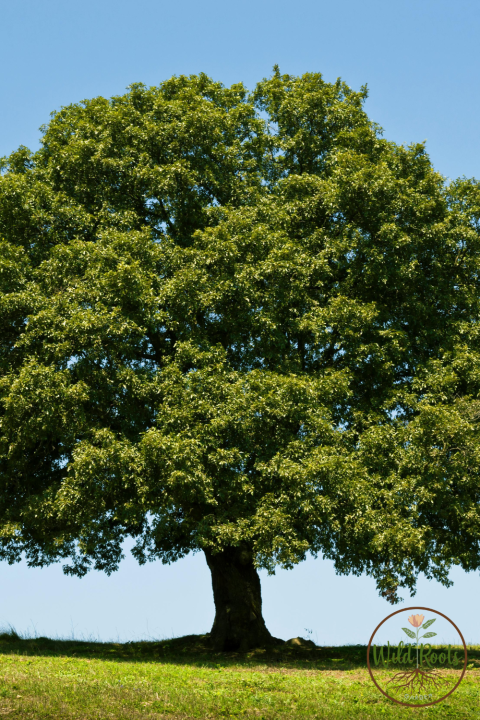 Fast Growing Trees for Florida Landscapes