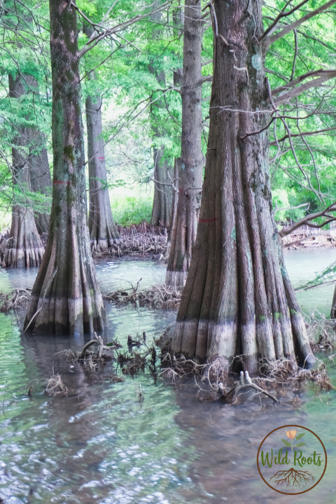 Fast Growing Trees for Florida Landscapes