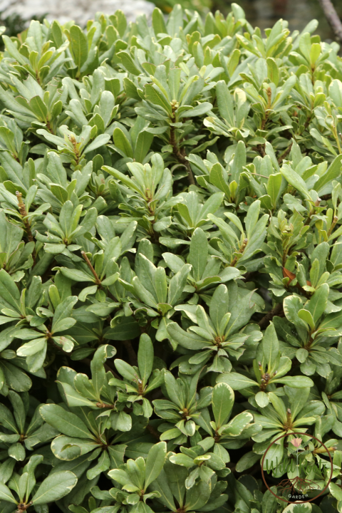 Fast Growing Evergreen Low Maintenance Privacy Plants for Florida