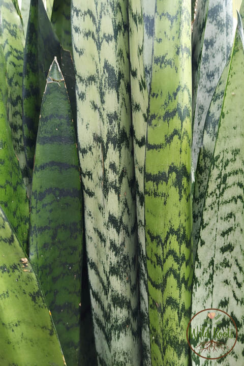 Best Water Plants For Indoor