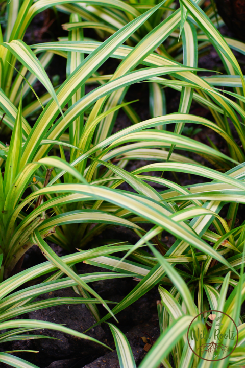 Best Water Plants For Indoor