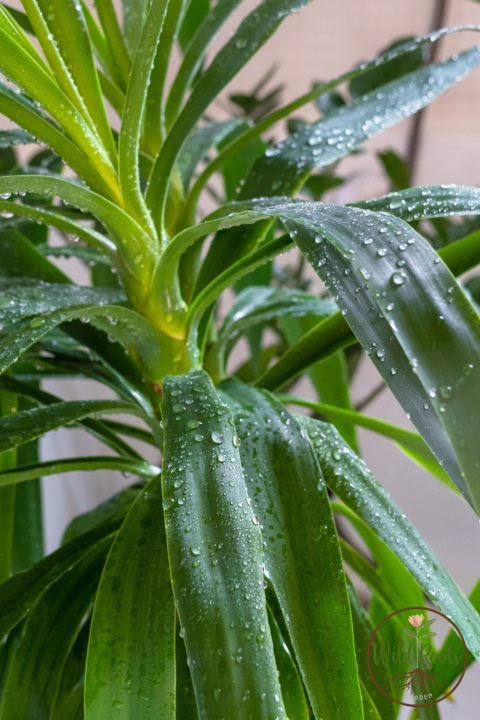 Best Water Plants For Indoor