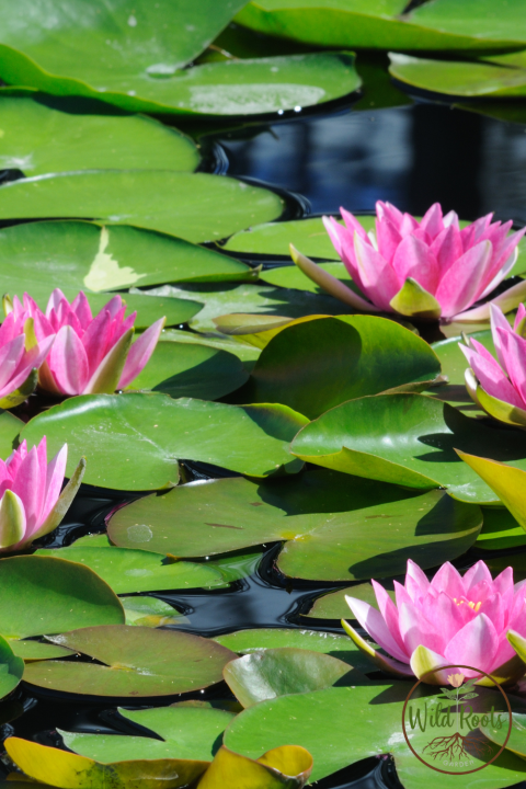Best Water Plants For Indoor