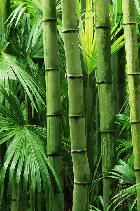 Best Water Plants For Indoor
