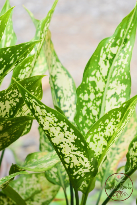 Best Water Plants For Indoor
