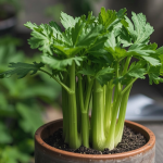 Growing Celery In Pots From Seed Outdoors