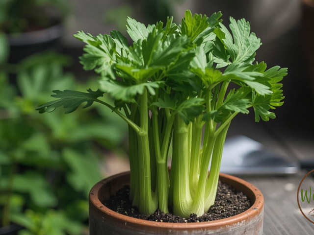 Growing Celery In Pots From Seed Outdoors in Florida
