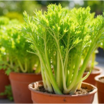 Growing Celery In Pots Outdoors From Seed