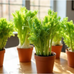 Growing Celery Indoors in Pots from Seed