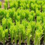Tire Grown Celery Garden Spacing Raised Beds
