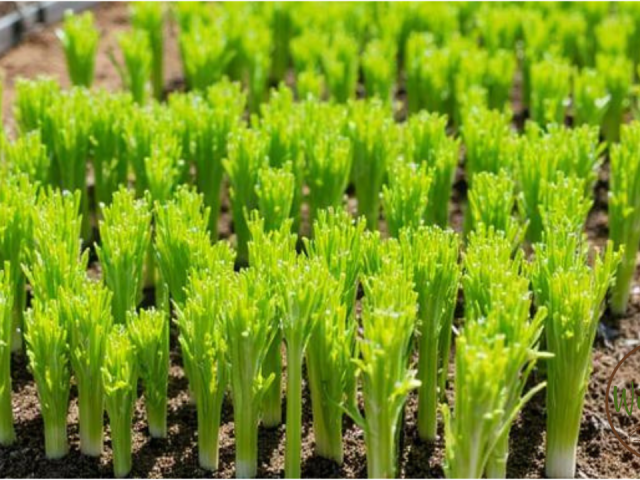 Tire Grown Celery Garden Spacing Raised Beds: Maximizing Your Harvest