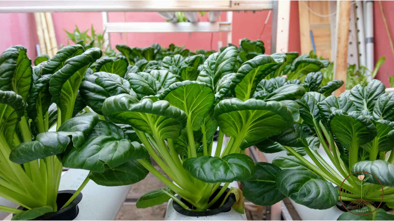 Complete Indoor Hydroponic Grow System In Florida