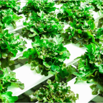 Complete Indoor Hydroponic Grow System In Florida
