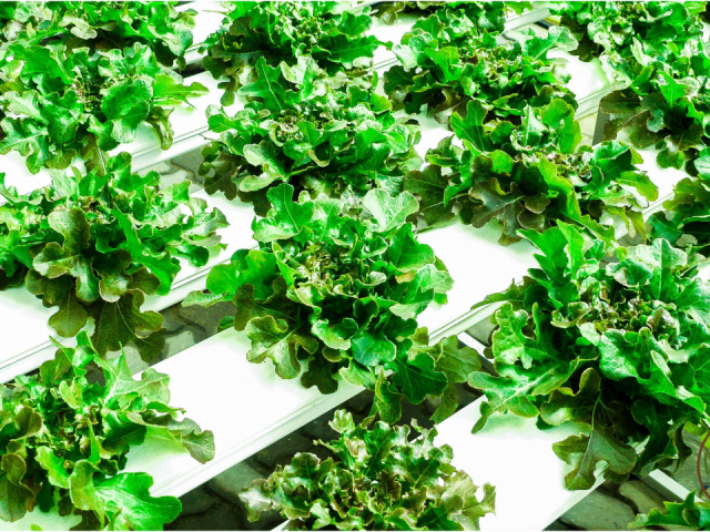 Complete Indoor Hydroponic Grow System In Florida