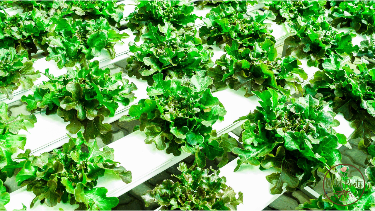 Complete Indoor Hydroponic Grow System In Florida
