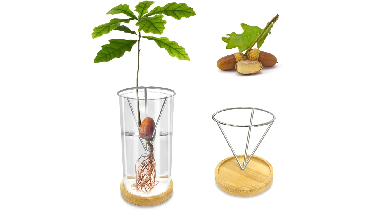 Glass Acorn Sprouting Seed Starter Vase - Detailed Review 43 featured 1318