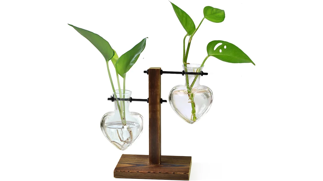 XXXFLOWER Plant Terrarium Wooden Stand - Honest Review 6 featured 551