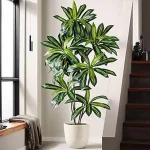 The image shows lush green privacy plants, highlighting the best 3 evergreen low maintenance options for Florida.