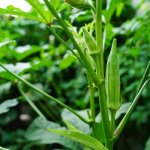Best Plant In July For Fall Harvest In Florida Orlando