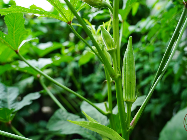 Best Plant In July For Fall Harvest In Florida Orlando
