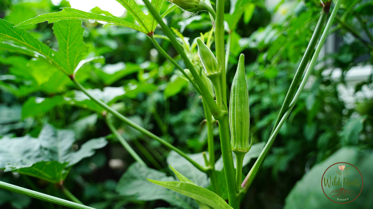 Best Plant In July For Fall Harvest In Florida Orlando