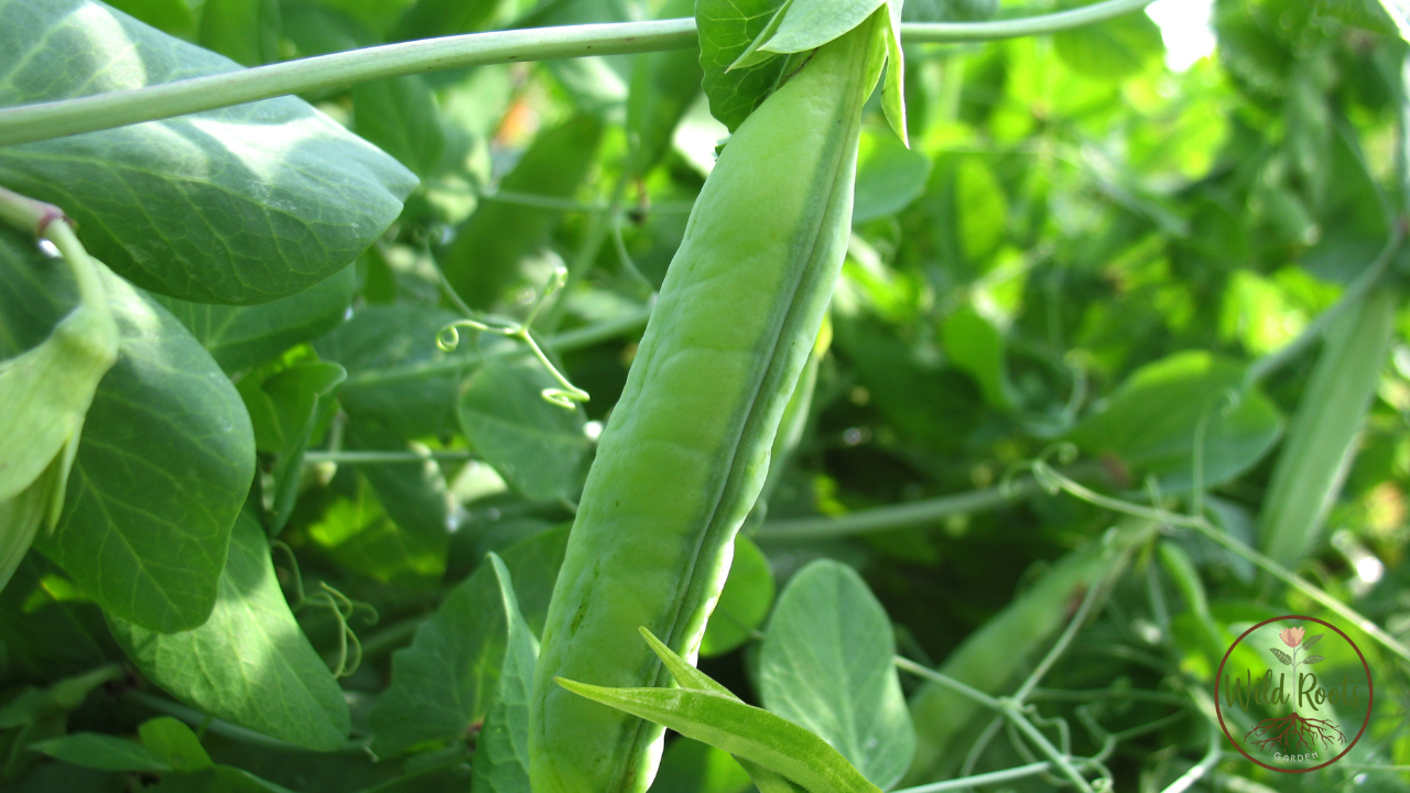 Best Plant In July For Fall Harvest In Florida Orlando 2 Best Plant In July For Fall Harvest In Florida Orlando